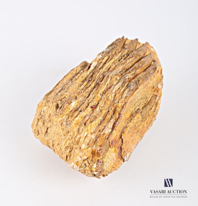 Dent de mammouth fossilisé.

Haut. : 14,5...