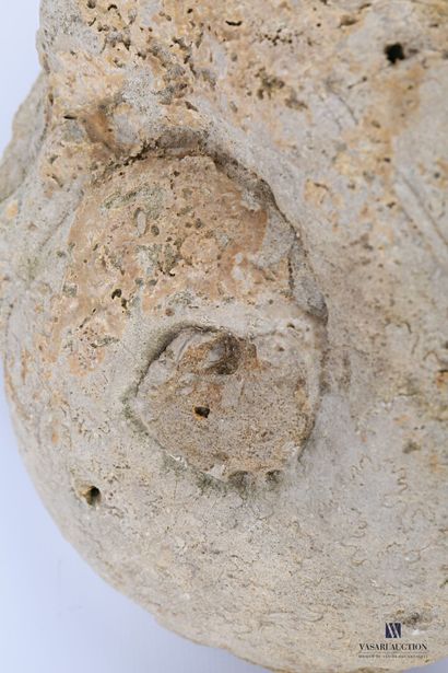 Ensemble de deux ammonites fossilisées. 

Long....
