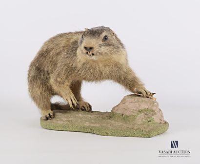 Marmotte subadulte (Marmota marmota, non...
