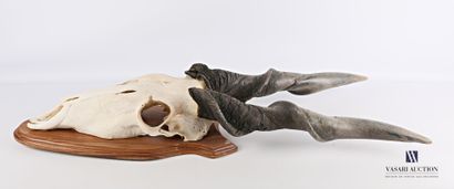 Massacre d'éland de derby ((Taurotragus derbianus,...