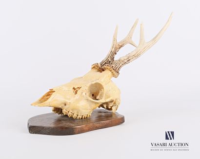 Crâne de chevreuil mâle (Capreolus capreolus,...