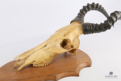 Crane de bubale (Alcelaphus buselaphus, non...