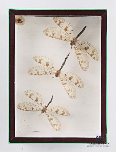 Boîte entomologique présentant trois libellules...