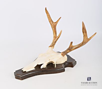 Massacre de cerf de Virginie (Odocoileus...