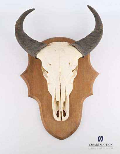 Massacre de buffle (Syncerus caffer caffer,...