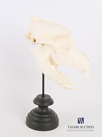 Crâne complet de chien (Canis lupus familiaris,...
