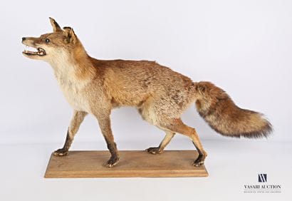 Renard entier (Vulpes vulpes, non réglementé)...