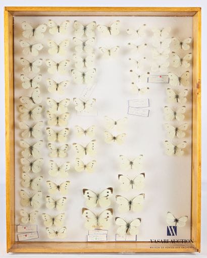 Boite entomologique contenant soixante lépidoptères...