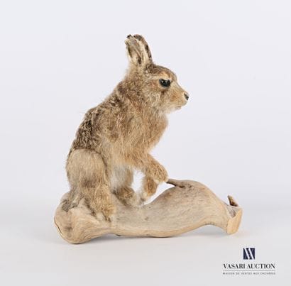 Lapereau de garenne (Oryctolagus cuniculus,...