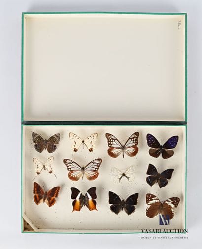 Boite entomologique contenant douze lépidoptères

Haut....