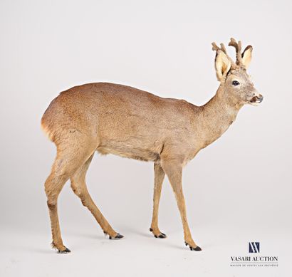 Brocard (Capreolus capreolus, non réglementé)...