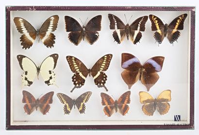 Boite entomologique contenant onze lépidoptères...