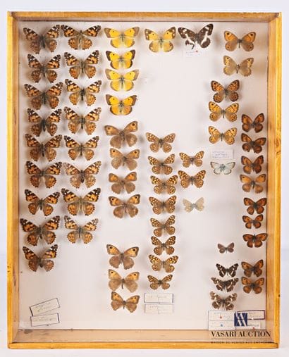 Boite entomologique contenant soixante lepidoptères...