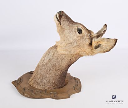 Tête en cape de chevillard (Capreolus capreolus,...