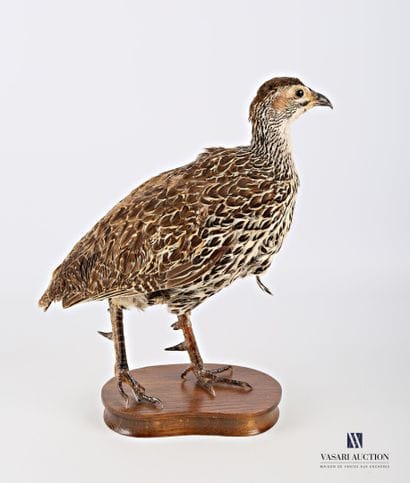 Francolin femelle naturalisée sur socle.

Haut....