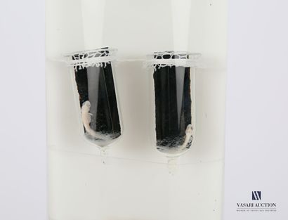 Ensemble de neuf truites (Salmo trutta, non...