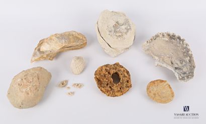 Ensemble de huit coquillages fossilisés (Alectriomia,...