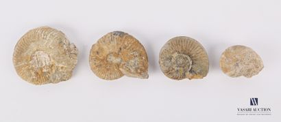 Ensemble de quatre ammonites fossilisées.

Long....