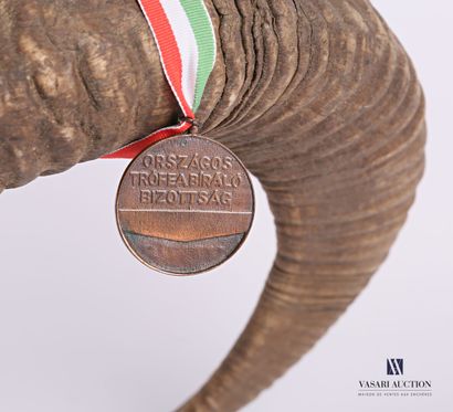 Crâne de mouflon (Ovis orientalis musimon,...