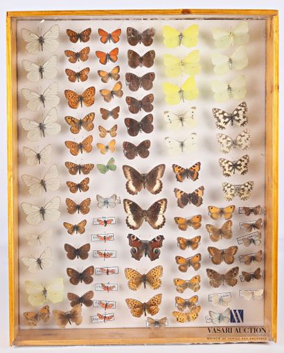 Boite entomologique contenant quatre-vingt-cinq...