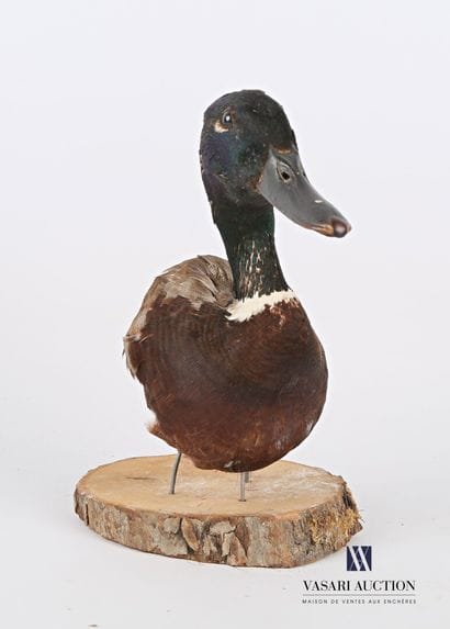Tête en cape de canard col vert (Anas platyrhynchos...