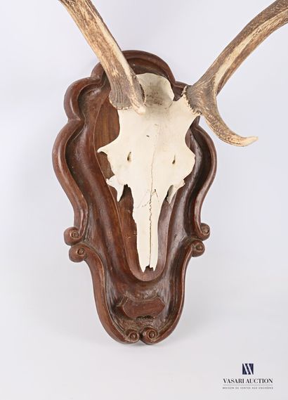 Massacre de cerf élaphe (Cervus elaphus,...