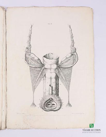 GEORG HEINRICH

Tabulae Anatomicae Quator...