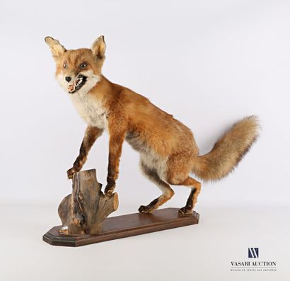 Fox (Vulpes vulpes, not regulated) on a base...