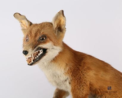 Fox (Vulpes vulpes, not regulated) on a base...