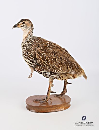 Francolin femelle naturalisée sur socle.

Haut....