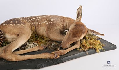 Jeune faon de cerf élaphe (Cervus elaphus,...