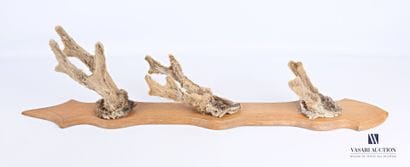 Suite of three velvet deer killers (Capreolus...