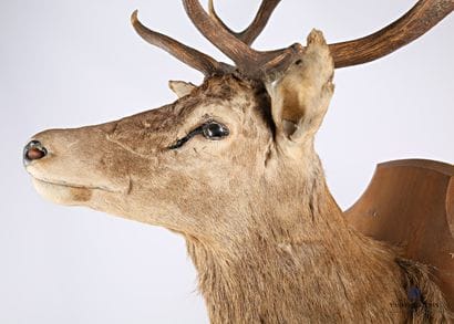 Elaphe deer (Cervus elaphus, unregulated)...
