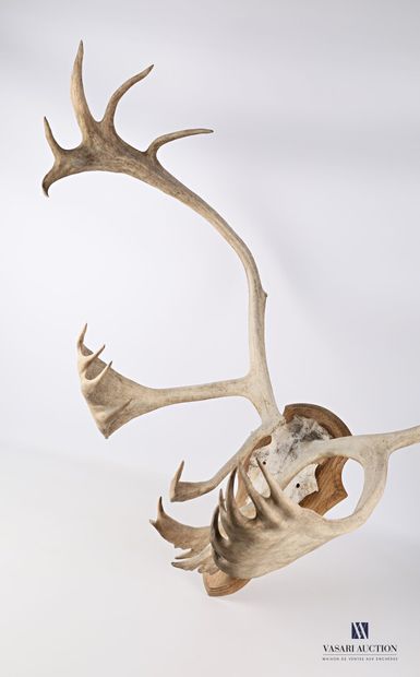 Reindeer massacre (Rangifer tarandus, not...