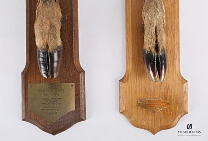 Paire de pieds d'honneur de cerf élaphe (Cervus...