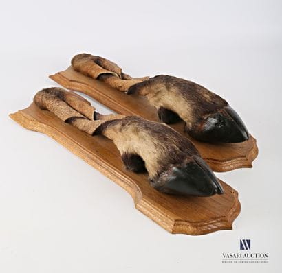 Paire de pieds d'honneur d'eland de Derby...