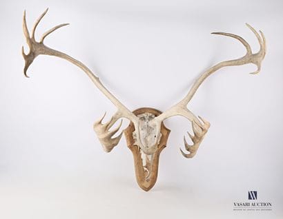 Reindeer massacre (Rangifer tarandus, not...