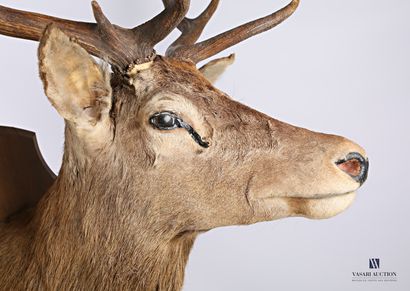 Elaphe deer (Cervus elaphus, unregulated)...