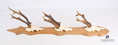 Suite de trois massacres de chevreuil (Capreolus...