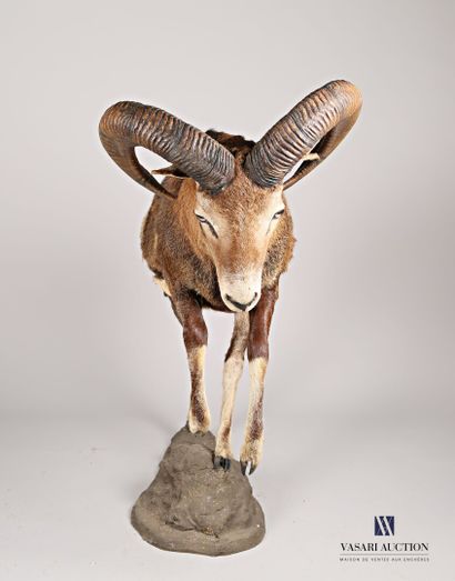 Mouflon (Ovis aries musimon, non réglementé)...
