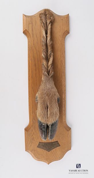 Pied d'honneur de biche tréssé sur écusson...