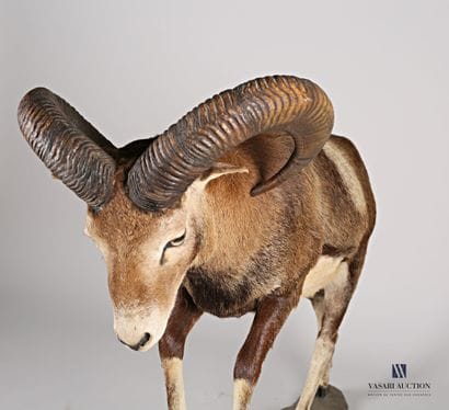 Mouflon (Ovis aries musimon, non réglementé)...