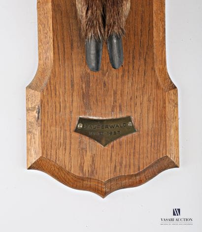 Hind's foot (Cervus elaphus, not regulated)...