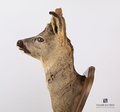 Rifle case with a trophy and two legs of...