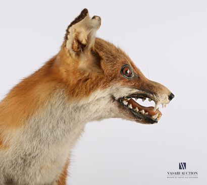 Fox (Vulpes vulpes, not regulated) on a base...