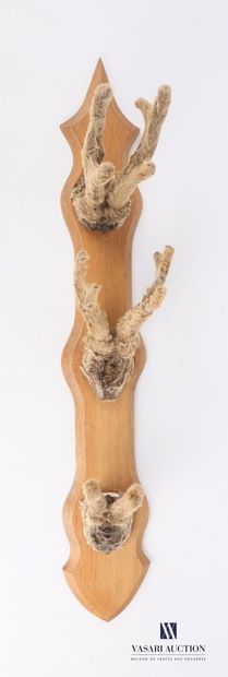 Suite of three velvet deer killers (Capreolus...