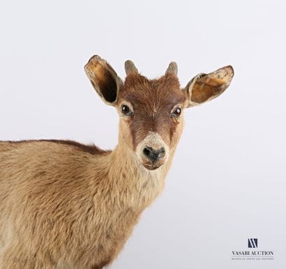 Chèvre naine (Capra Hircus, non réglementé)...