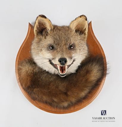 Tête et queue de renard (Vulpes vulpes, non...