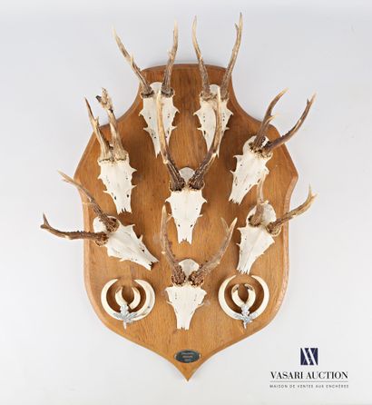 Huit massacres de chevreuil ((Capreolus capreolus,...