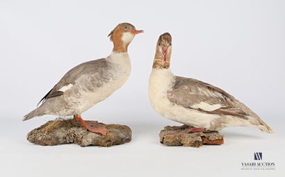Couple de Harles bièvres (Mergus merganser,...